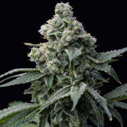 Bruce Banner  5 u. fem. Barney's