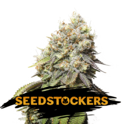 Bruce Banner fem. Seedstockers