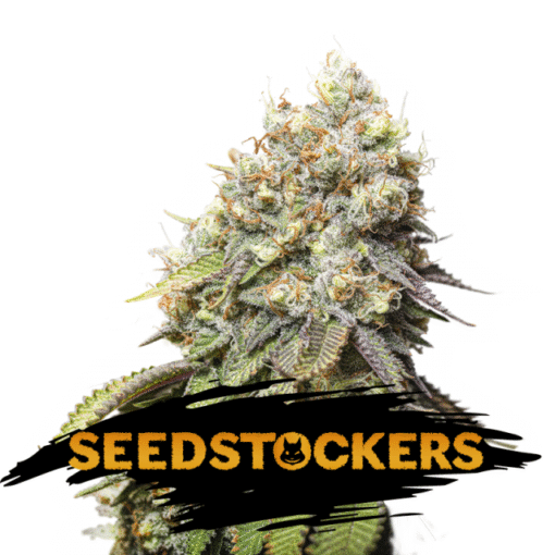 Bruce Banner fem. Seedstockers