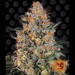 Bubba Kush fem. Barney's