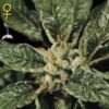 Bubba Kush fem. Green House