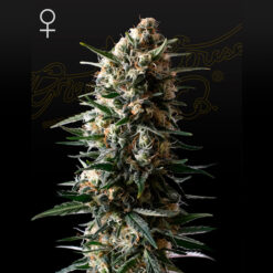 Bubba Slush fem. Green House