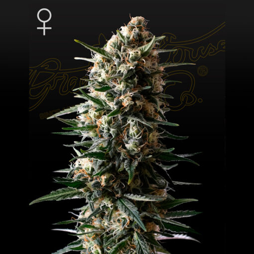 Bubba Slush fem. Green House