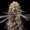 Bubba´s Gift fem. 00 Seeds