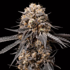 Bubba´s Gift fem. 00 Seeds