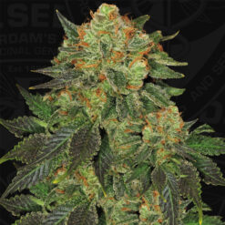 Bubble Banana Gum fem. 710 Limited Pack T.H. Seeds.