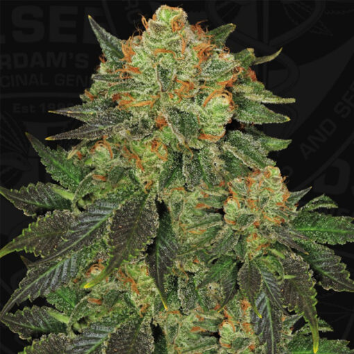Bubble Banana Gum fem. 710 Limited Pack T.H. Seeds.
