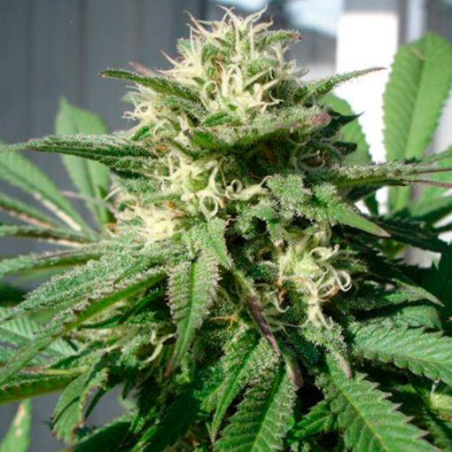 Bubble Bud fem. Black Skull Seeds