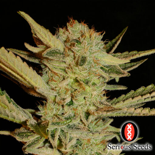 Bubble Gum fem. Serious Seeds