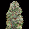 Bubble Gum fem. 00 Seeds