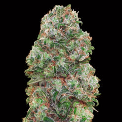 Bubble Gum fem. 00 Seeds