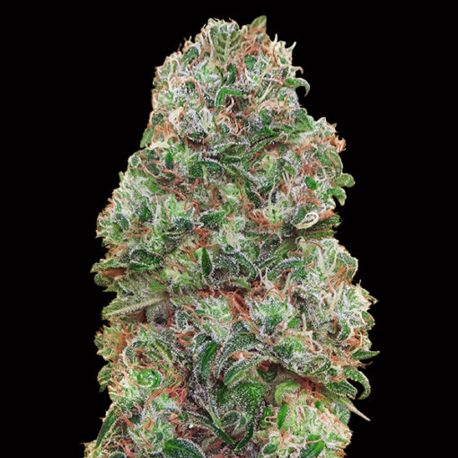 Bubble Gum fem. 00 Seeds