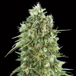 Bubble Gum CBD fem. 00 Seeds