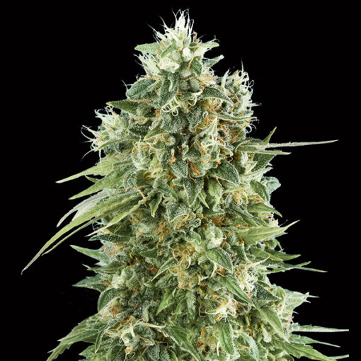 Bubble Gum CBD fem. 00 Seeds