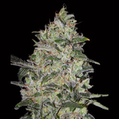 Bubble Gum Fast fem. 00 Seeds