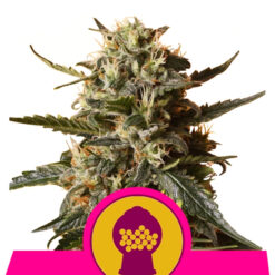 Bubble Gum XL fem. Royal Queen