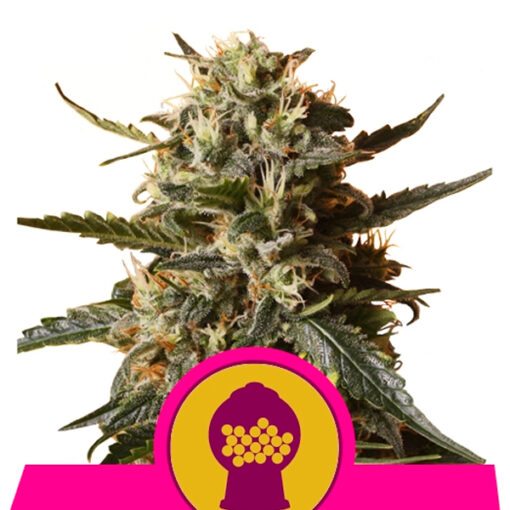 Bubble Gum XL fem. Royal Queen