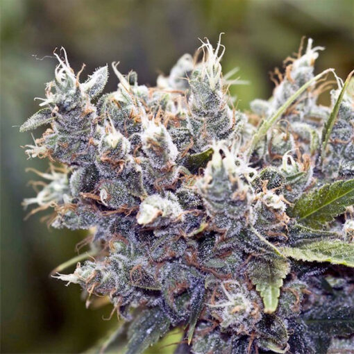 Bubble Gummer fem. Female Seeds
