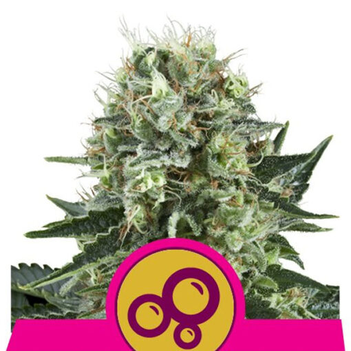Bubble Kush fem. Royal Queen