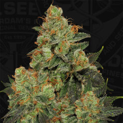 Bubblegum fem. T.H. Seeds
