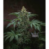 Bubblegum  5 u. reg. T.H. Seeds