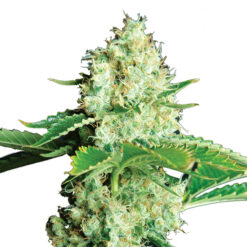 Bubblelicious fem. Nirvana