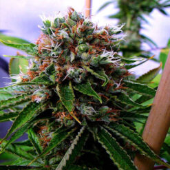 Buddha's Sister fem. Soma Seeds