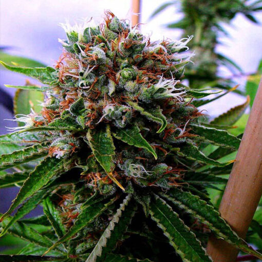 Buddha's Sister fem. Soma Seeds