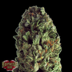 Budzilla fem. Heavyweight Seeds