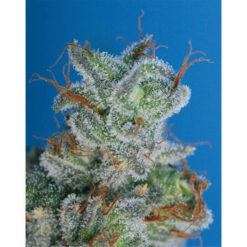 Burmese Kush  5 u. reg. T.H. Seeds