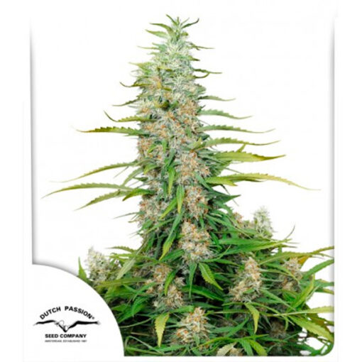 C- Vibez fem. Dutch Passion