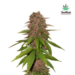 C4 Auto fem. FastBuds Seeds