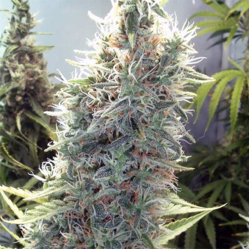 C99  fem. Female Seeds