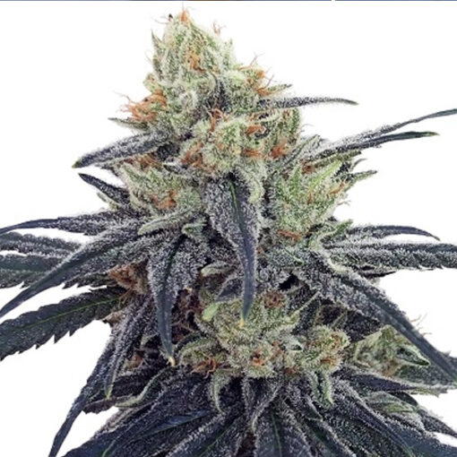 CBD #1 fem. Ace Seeds