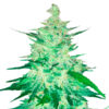CBD 20:1 Auto. FastBuds Seeds