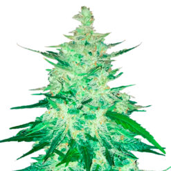 CBD 20:1 Auto. FastBuds Seeds