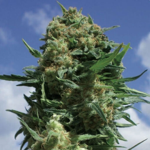 CBD Black Widow fem. Positronics Seeds