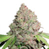 CBD Charlotte’s Angel fem. Dutch Passion