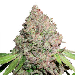 CBD Charlotte’s Angel fem. Dutch Passion