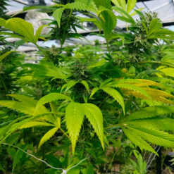 CBD Cheese fem. The Original Big Buddha Family Farms