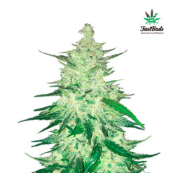 CBD Crack Auto. FastBuds Seeds