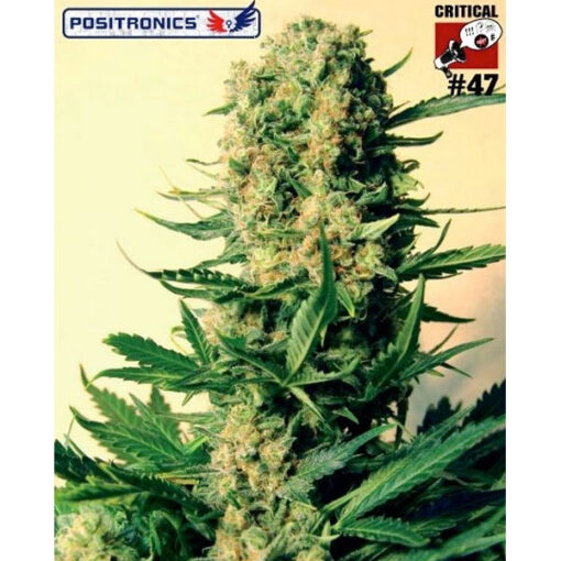CBD Critical #47 fem. Positronics Seeds