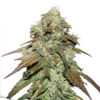 CBD Mazar. Dutch Passion