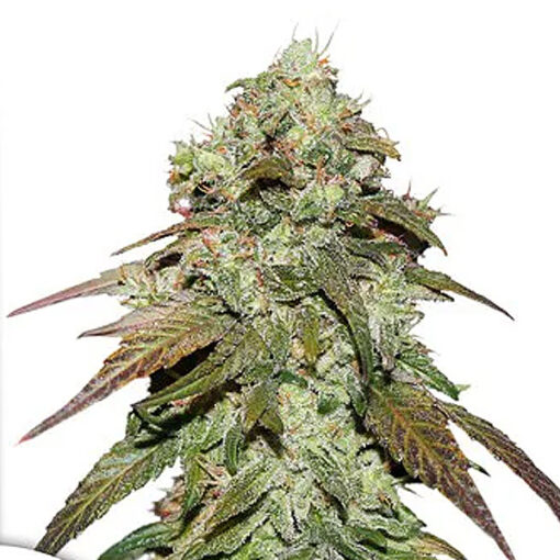 CBD Mazar. Dutch Passion