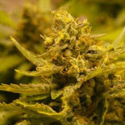 CBD OG 10 u. CBD  Reg. The Cali Connection