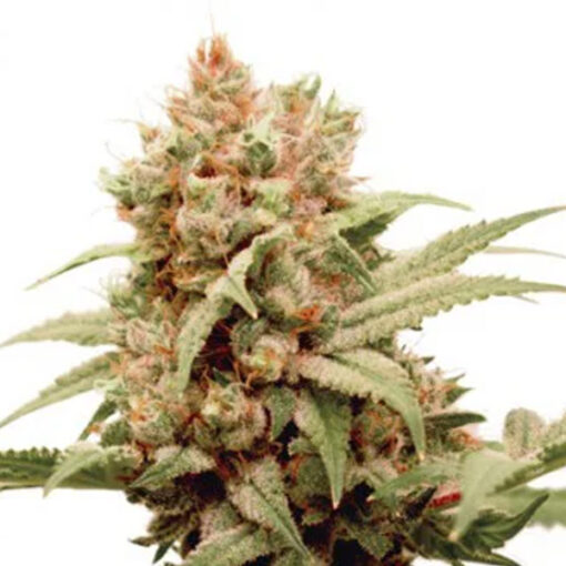 CBG Force fem. Dutch Passion