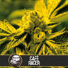 Cafe Racer 3 u. fem. Blimburn Seeds