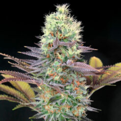 Cali Bay Dream fem. Garden of Green Seeds