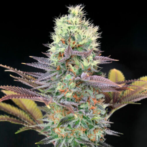 Cali Bay Dream fem. Garden of Green Seeds