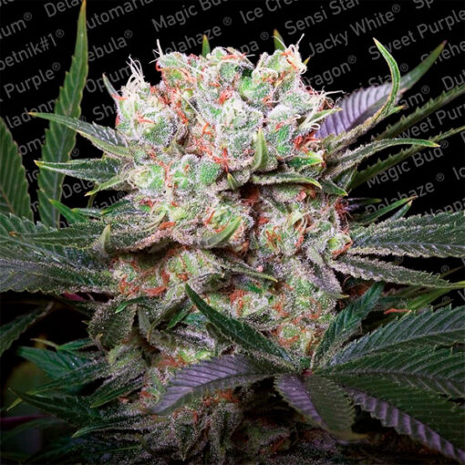 California Gold fem. Paradise Seeds